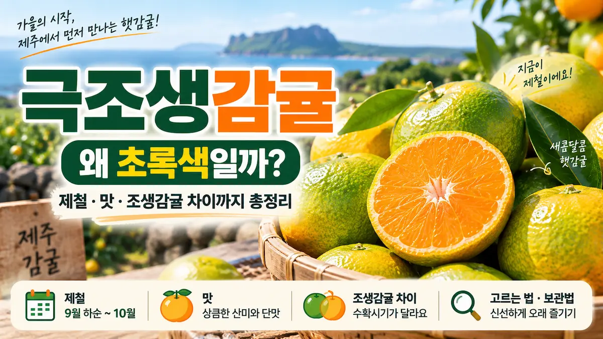 극조생감귤 제철 맛 초록색 껍질과 조생감귤 차이