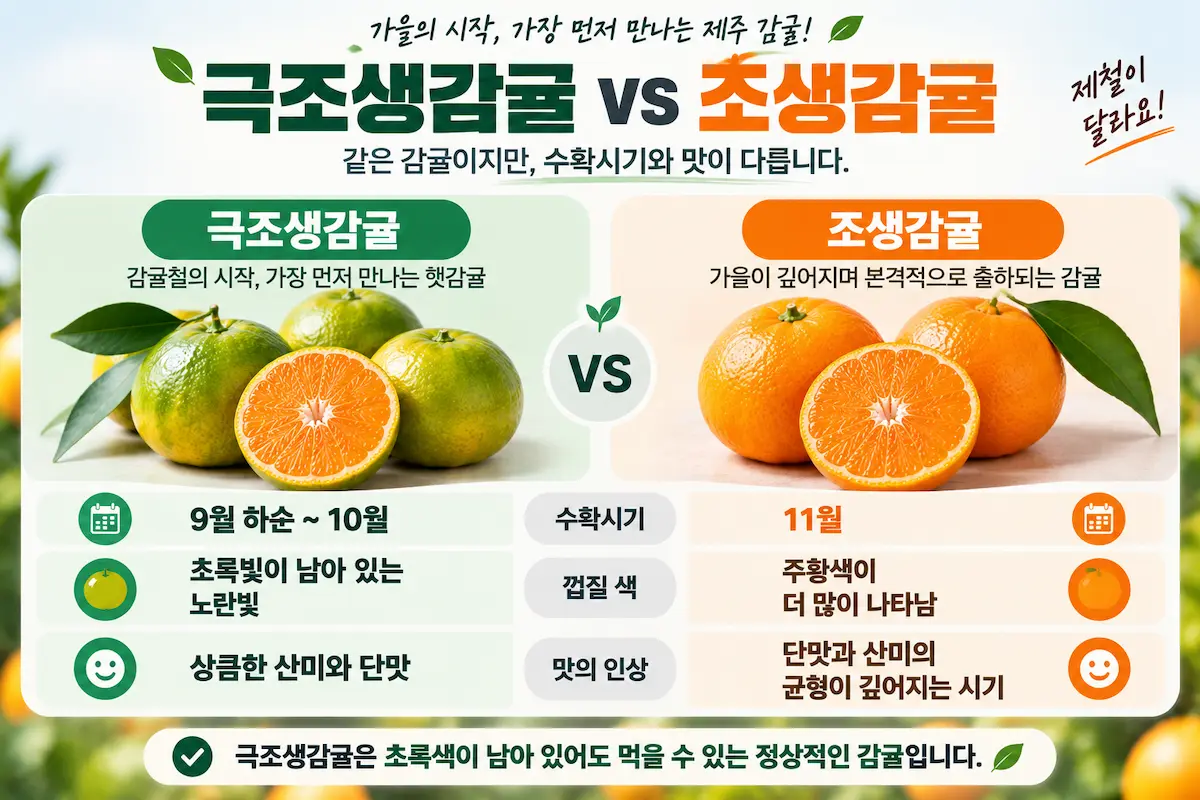 극조생감귤과 조생감귤 수확시기 껍질색 맛 차이 비교