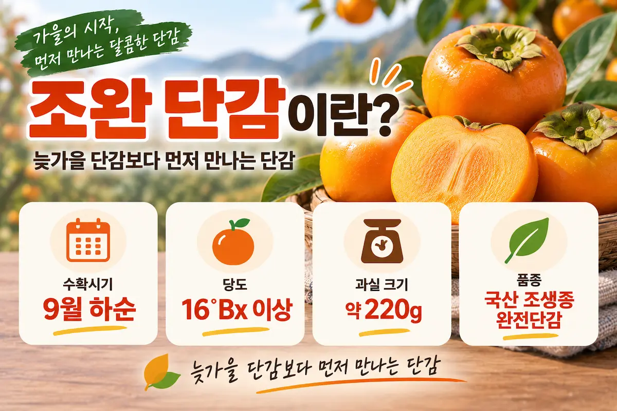 조완 단감 9월 하순 수확시기 당도 16브릭스 과실 크기 특징