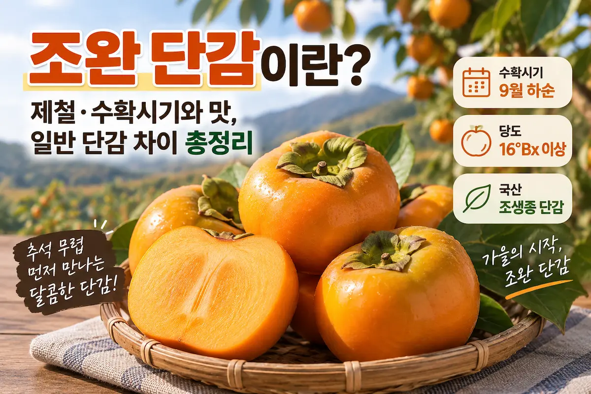조완 단감 제철 수확시기와 맛 일반 단감 차이